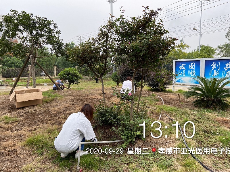 The company organizes all employees to carry out weeding activities